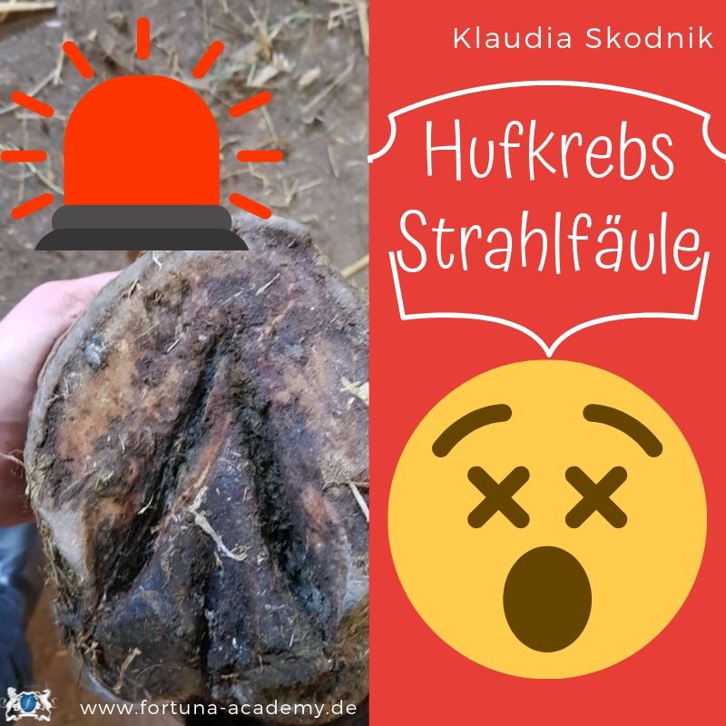 Rund ums Pferd - Klaudia Skodnik