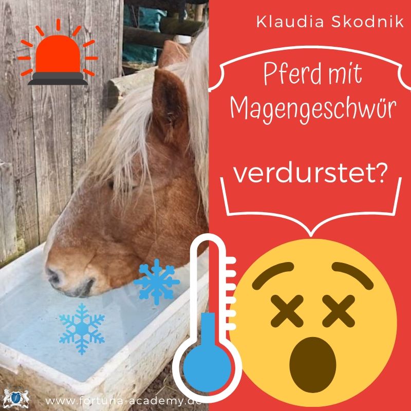Rund ums Pferd - Klaudia Skodnik