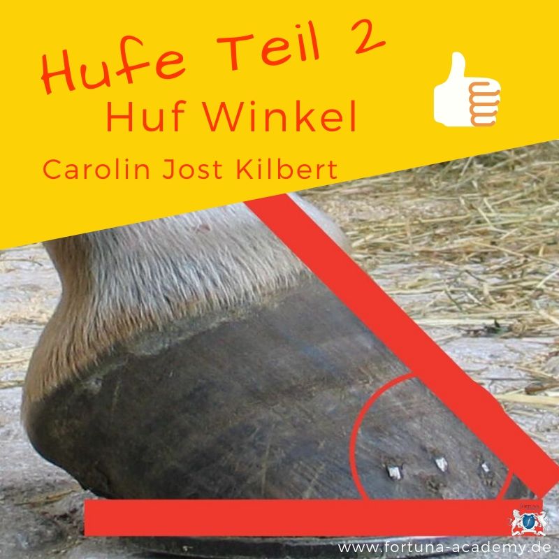 Hufwinkel Pferd