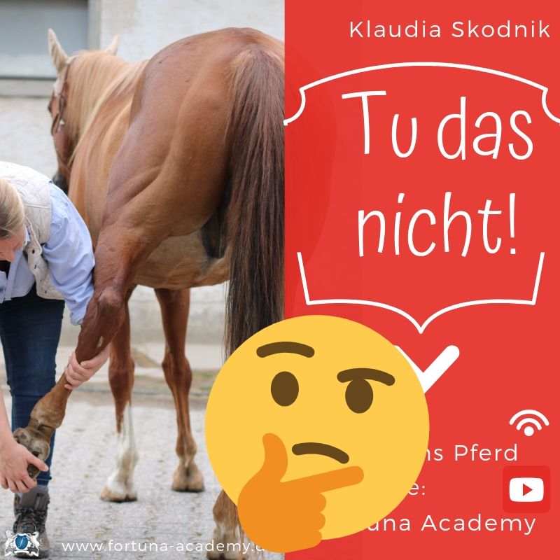 Rund ums Pferd - Klaudia Skodnik