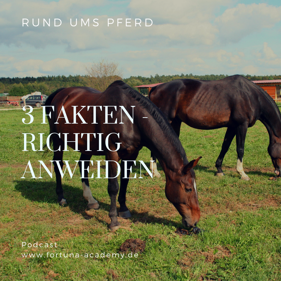 Rund ums Pferd - Klaudia Skodnik